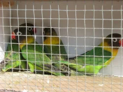 Agapornis škraboškový